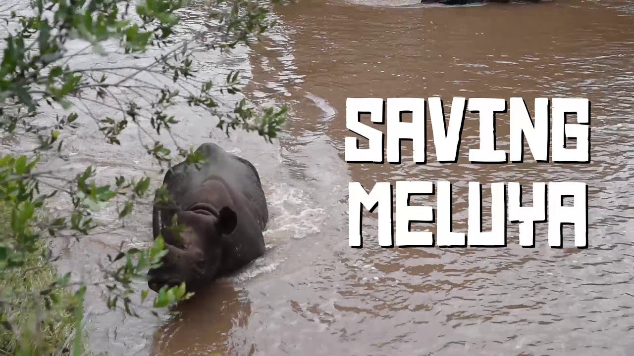 Saving Meluya