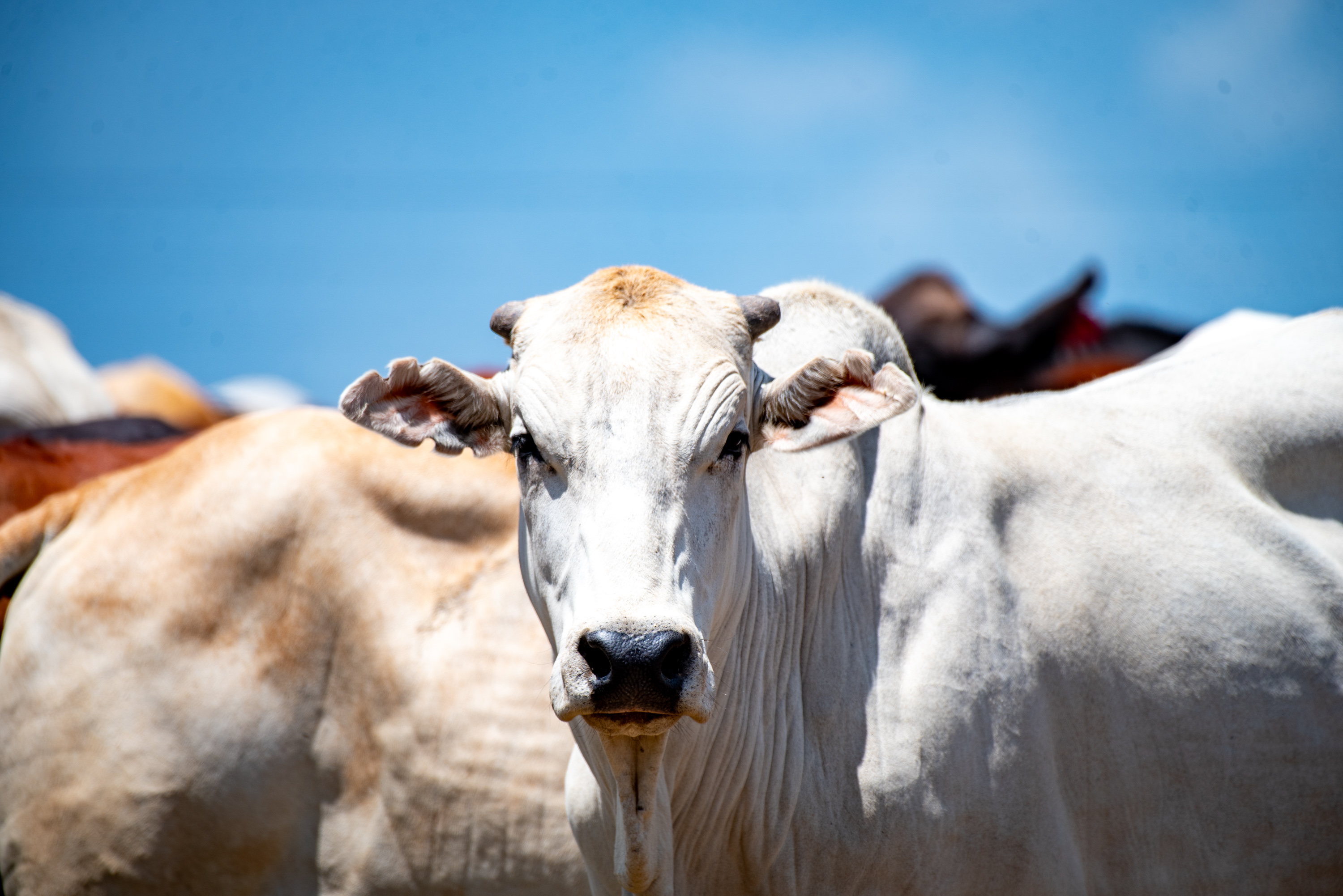 Boran cattle