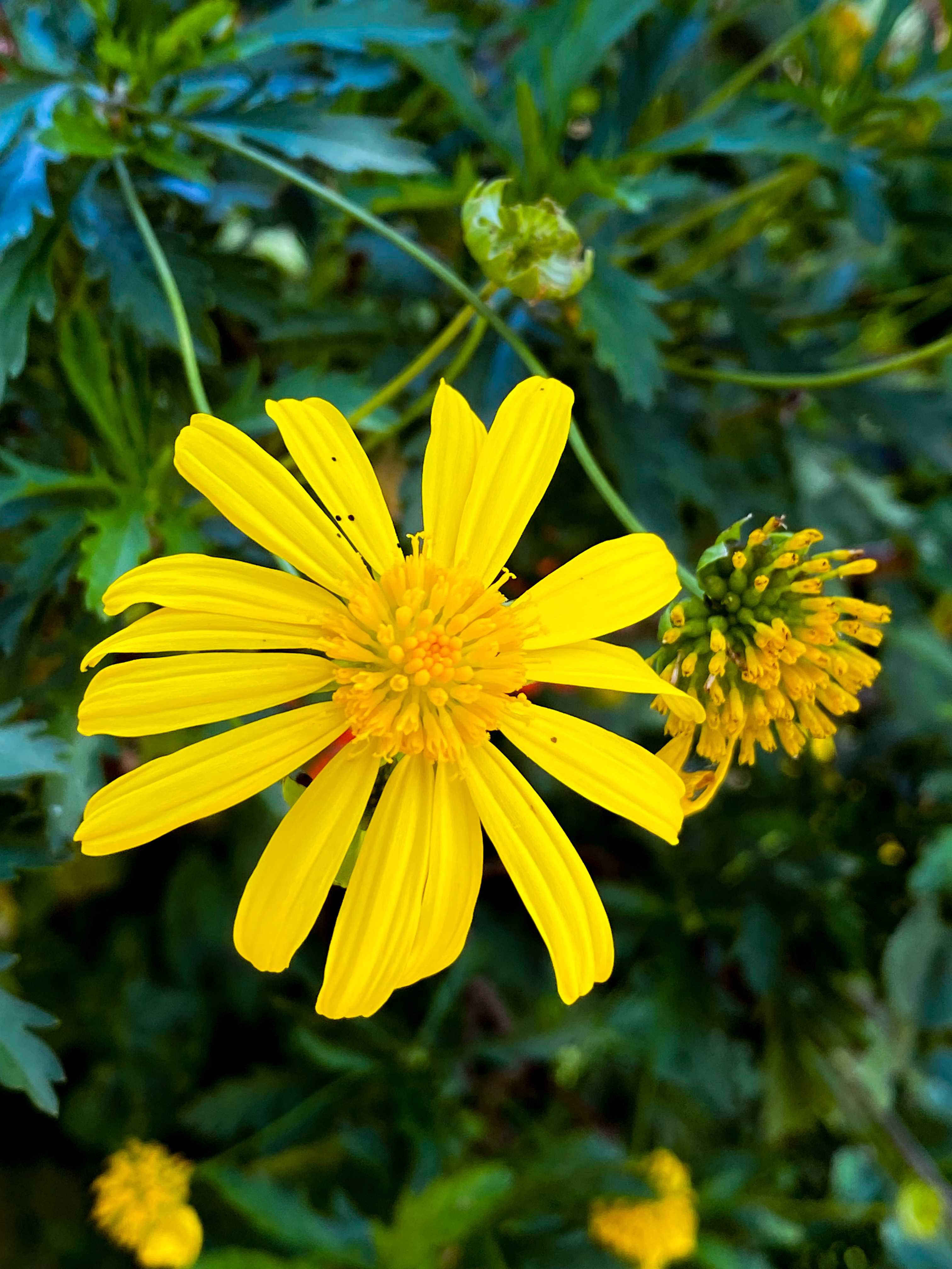 Wildflower