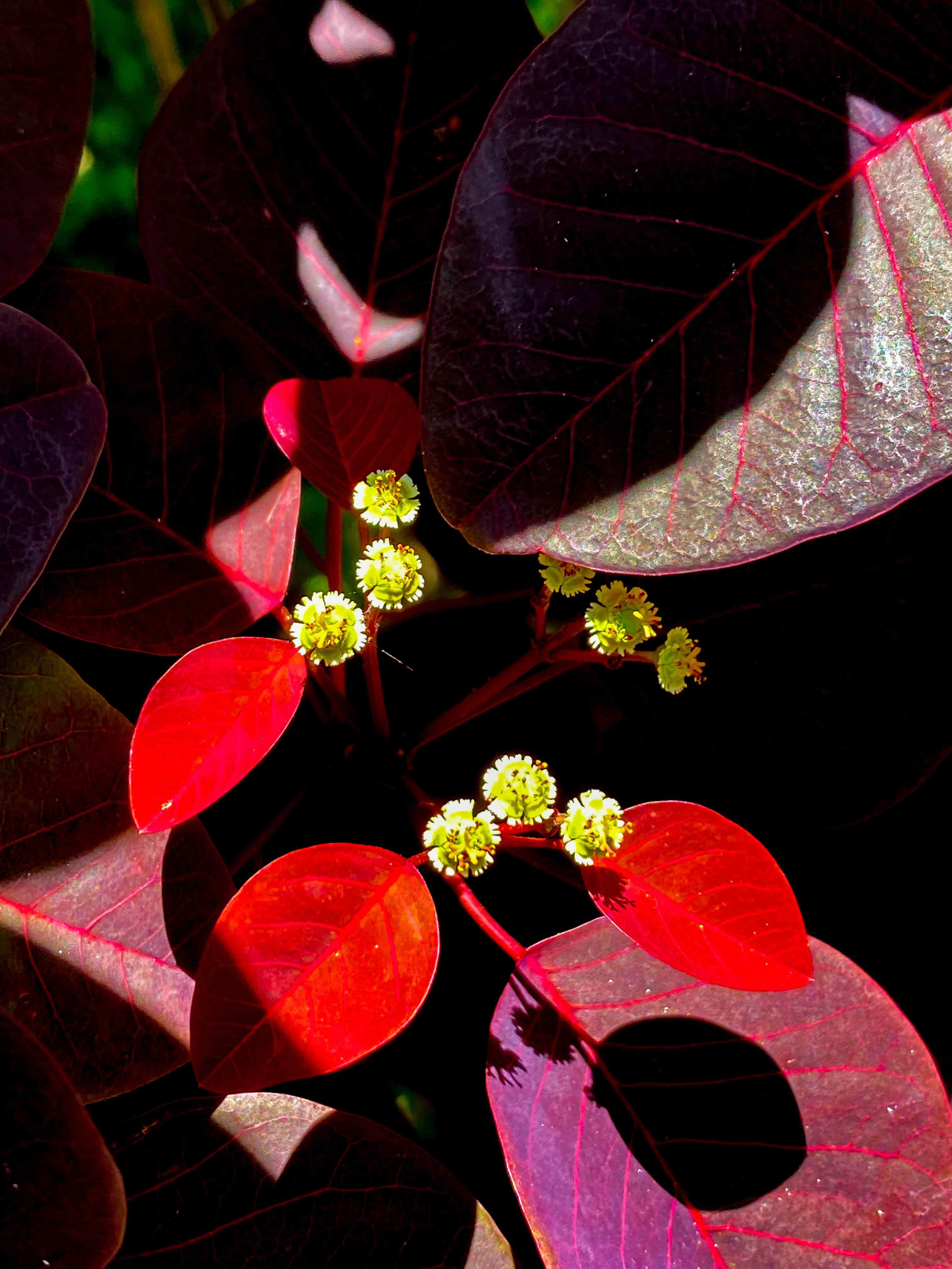 Flora