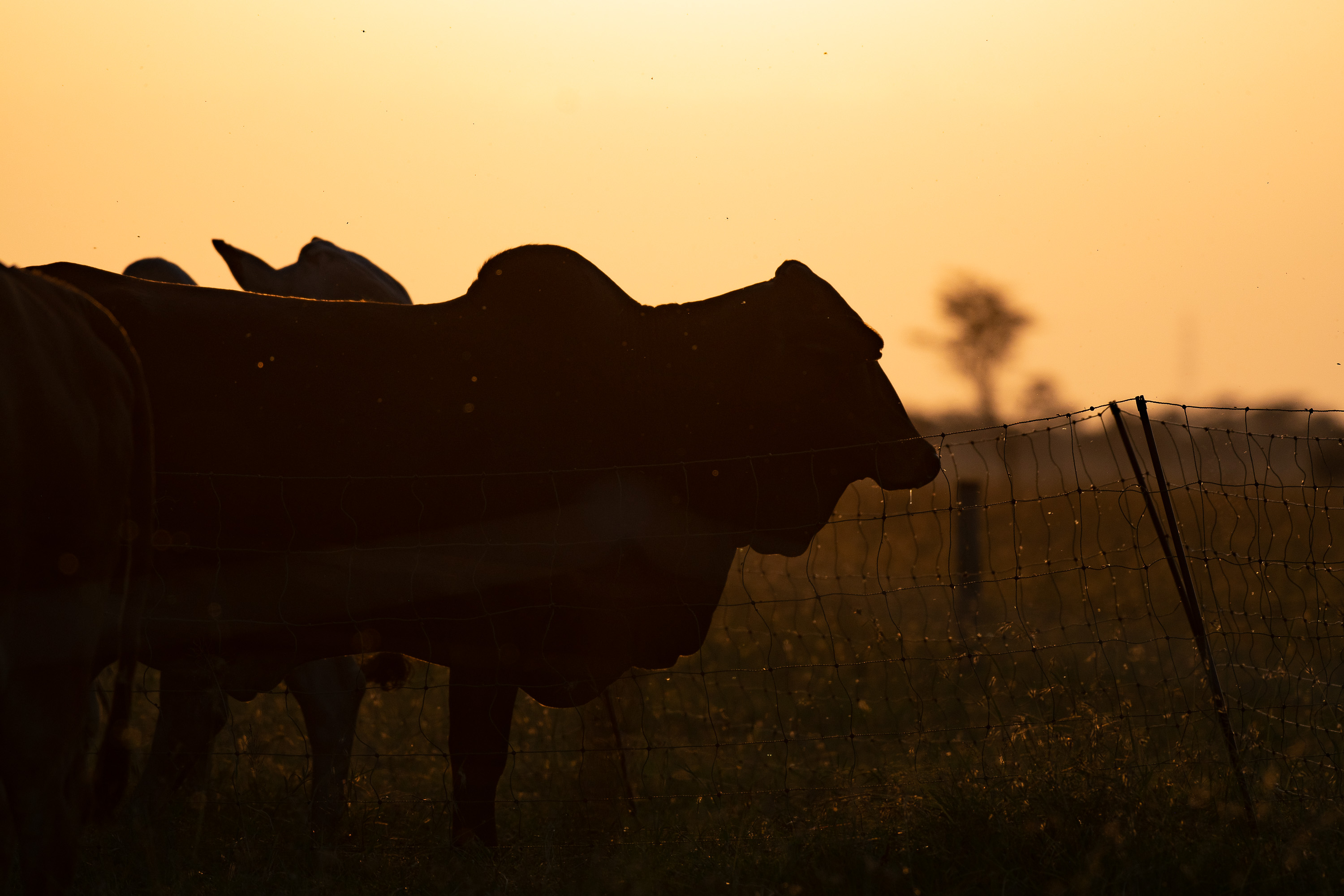 Golden hour cattle silhouette