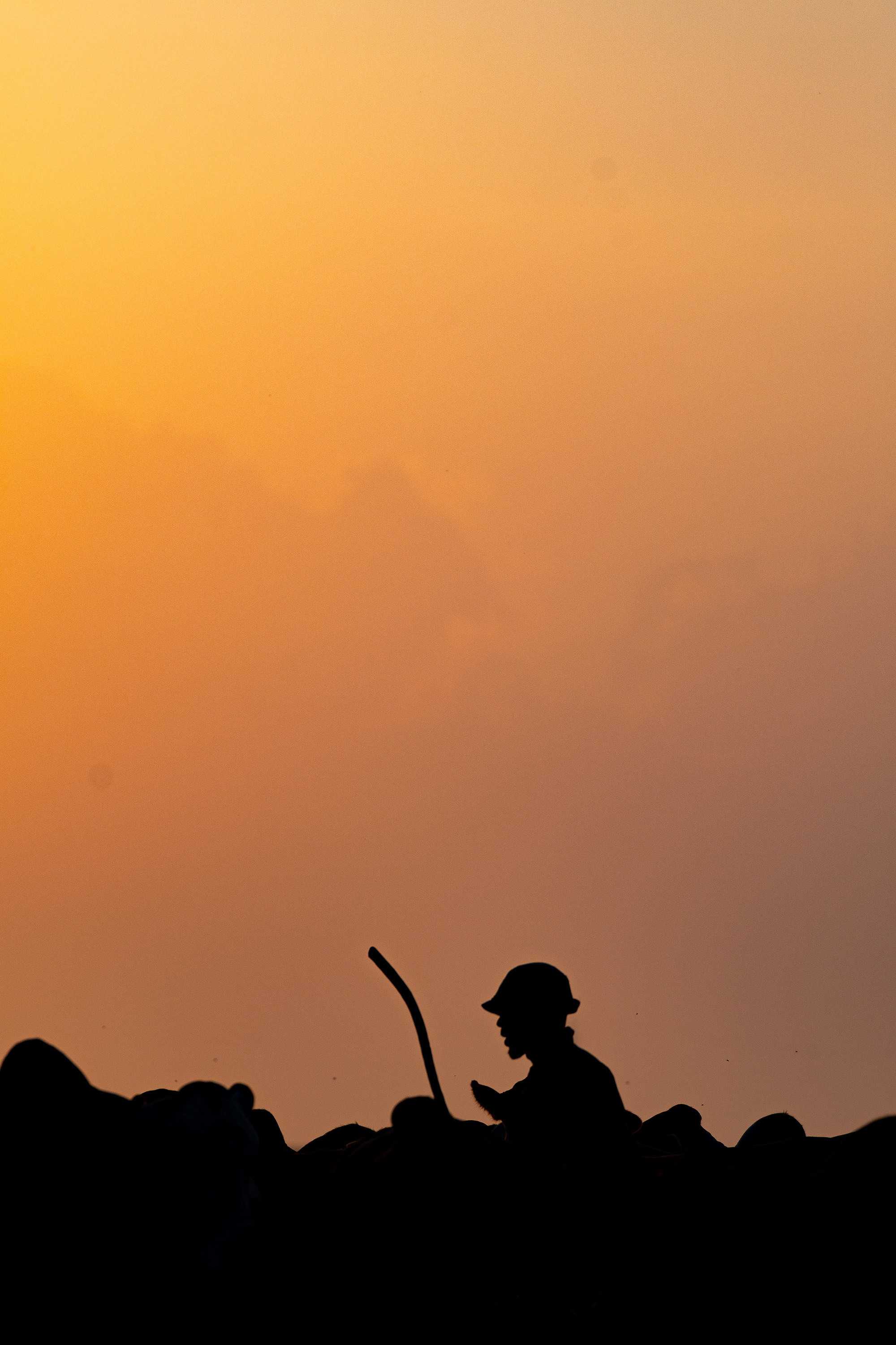 Herd silhouette