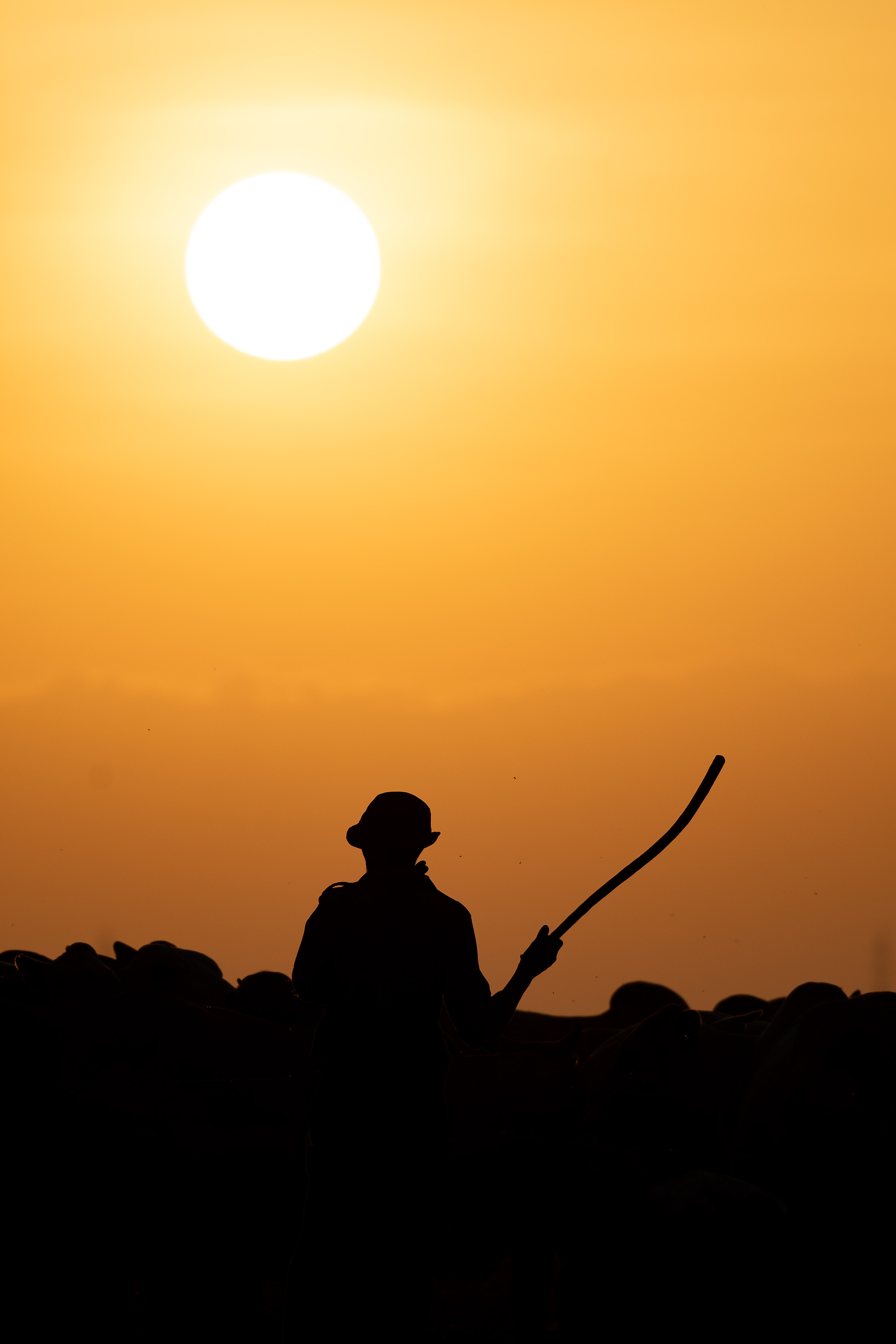 Herd at sunset